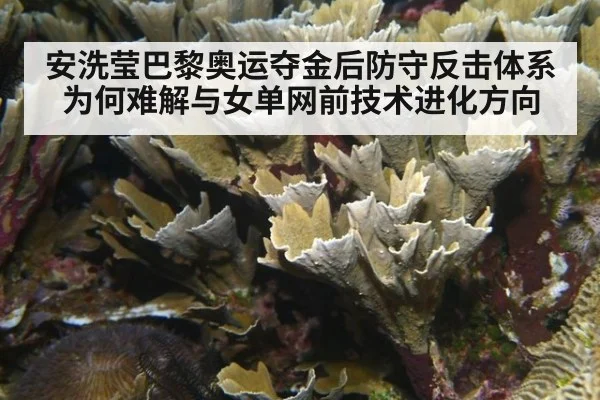 安洗莹巴黎奥运夺金后防守反击体系为何难解与女单网前技术进化方向