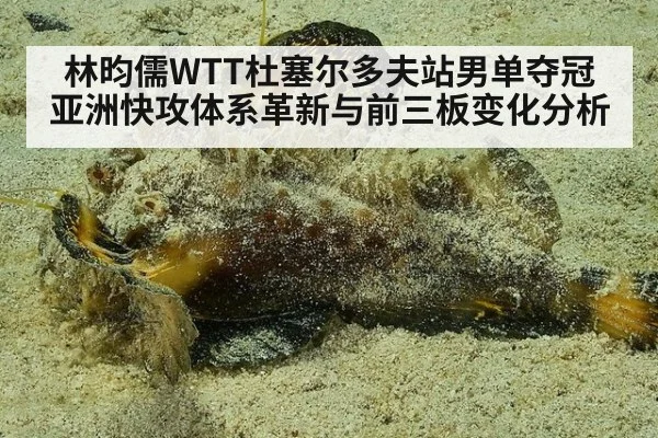 林昀儒WTT杜塞尔多夫站男单夺冠 亚洲快攻体系革新与前三板变化分析